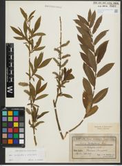 Foto von Salix purpurea L. x Salix viminalis L.